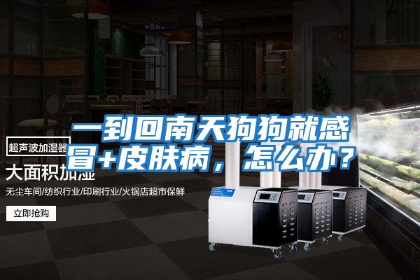 一到回南天狗狗就感冒+皮膚病,怎么辦?